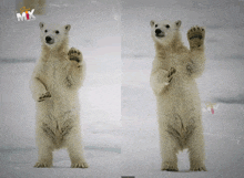 two polar bears standing on their hind legs with a sign that says run mix on it