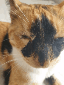 a close up of a calico cat 's face with closed eyes