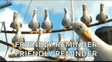 a group of seagulls sitting on a wire with the words `` friendly reminder friendly reminder '' above them .