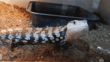 a black and white lizard is laying in a black container