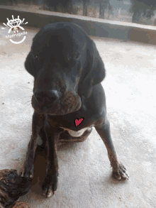 a black dog with a heart on its chest and a watermark that says ' madurada '