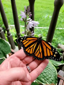 a person is holding a butterfly in their hand