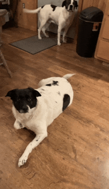 a black and white dog laying on the floor next to a trash can