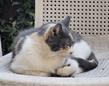 a calico cat is laying on a wicker chair and cleaning itself .