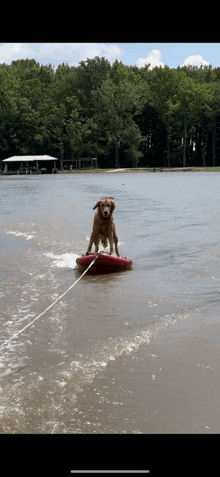 a dog is standing on top of a red surfboard in the water