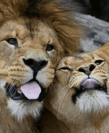 a lion and a lioness sticking their tongues out at the camera