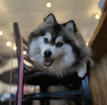 a husky dog is sitting on a chair with its tongue hanging out