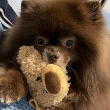 a brown dog is holding a teddy bear in its mouth .