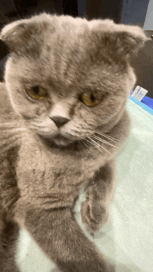 a close up of a cat laying on a blanket with a sticker on it that says ' scottish fold '