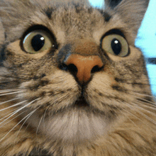 a close up of a cat 's face with a surprised look on it 's face