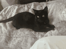 a black cat is laying on a bed with a purple blanket