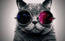 a cat is wearing a pair of sunglasses with a galaxy design on them .