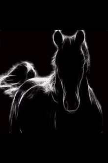 a black horse is standing in the dark with a black background .