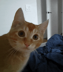 a close up of a cat 's face with a light switch behind it