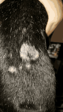 a close up of a black furry animal 's back with spots on it