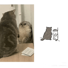 two cats are looking at each other on a table