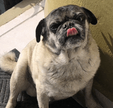 a pug dog sticking its tongue out while sitting on a mat