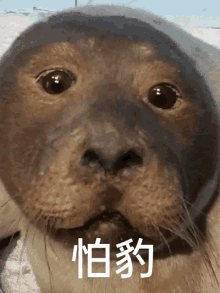 a close up of a seal with chinese characters on its face