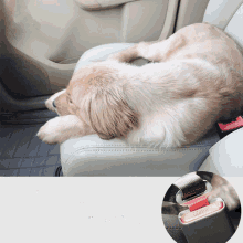 a dog is laying on the back seat of a car with a seat belt on