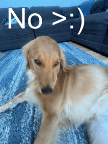 a dog laying on a blue rug with the word no written above it