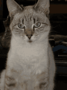 a cat with blue eyes looks at the camera