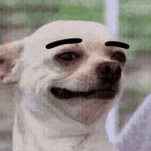 a close up of a dog 's face with a black eyebrow drawn on it