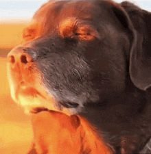 a close up of a dog 's face with a reflection of a person