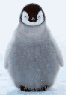 a baby penguin is standing on a snowy surface .