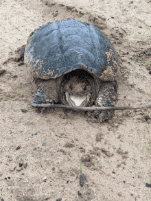 a turtle with a stick sticking out of it 's mouth