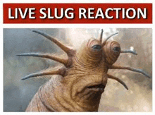 a close up of a slug with spikes on its head and the words `` live slug reaction '' .