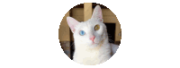 a white cat with two different colored eyes