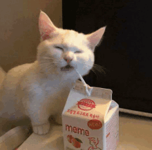 a white cat is drinking from a carton of peach milk .