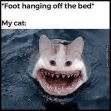 a cat with shark teeth is swimming in the water .