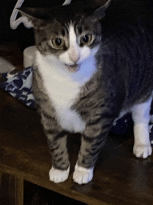 a gray and white cat is standing on a table