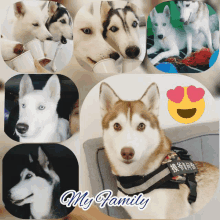 a collage of husky dogs with the words my family on the bottom right