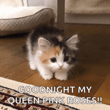 a calico kitten says goodnight my queen pink roses on a rug