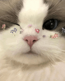 a close up of a cat 's face with small flowers on it