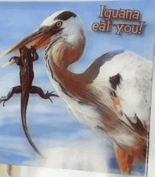 a bird with a lizard in its beak and the words iguana eat you