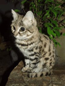 a kitten is sitting on top of a rock next to a plant .