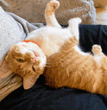 a cat is laying on its back on someone 's lap