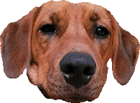 a close up of a brown dog 's face with a black nose