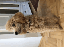 a small brown poodle standing on its hind legs on a wooden floor