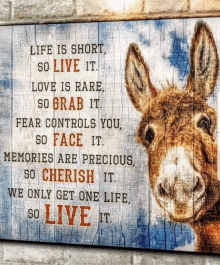 a donkey with a quote that says life is short so live it love is rare so grab it fear controls you so face it