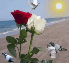 a red and white rose on a beach with pigeons