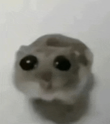 a close up of a hamster 's face with big black eyes .