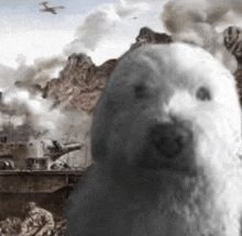 a black and white photo of a polar bear looking at something