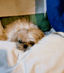 a small dog laying on a bed with a white blanket