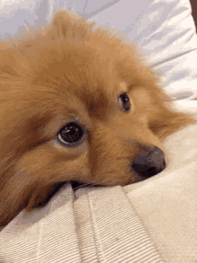 a pomeranian dog is laying on a bed with its head on a pillow