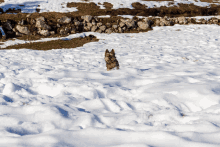 a dog standing in the snow looking up