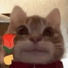 a close up of a cat with a red rose in its mouth .